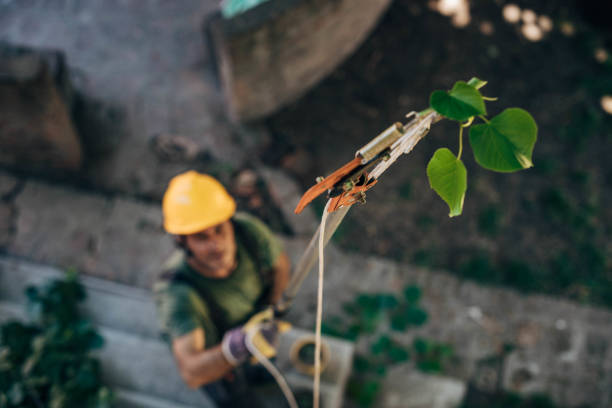 How Our Tree Care Process Works  in  Dormont, PA