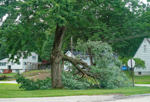 Professional Tree Services in Dormont, PA